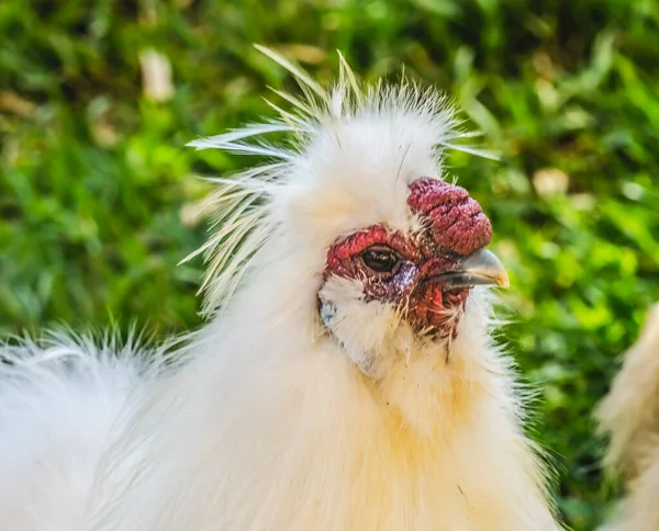 Colorido Branco Vermelho Chinês Silkie Chicken Waikiki Oahu Hawaii Frango — Fotografia de Stock