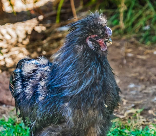 Színes Fekete Kínai Silkie Chicken Waikiki Oahu Hawaii Kínában Őshonos — Stock Fotó