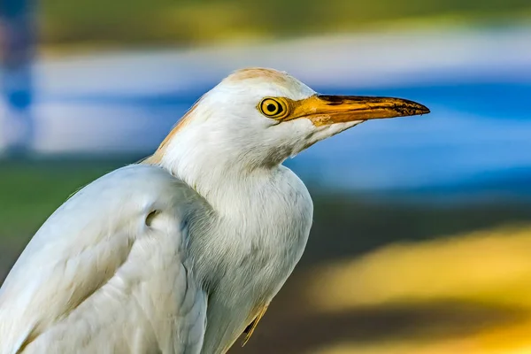 Πολύχρωμα Λευκά Βοοειδή Egret Heron Bubulcus Ibis Waikiki Honolulu Χαβάη — Φωτογραφία Αρχείου