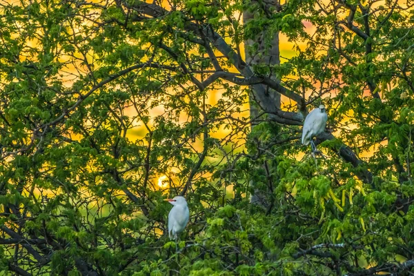 Színes Fehér Marha Egrets Herons Bubulcus Ibis Fészekrakó Kolónia Sunset — Stock Fotó