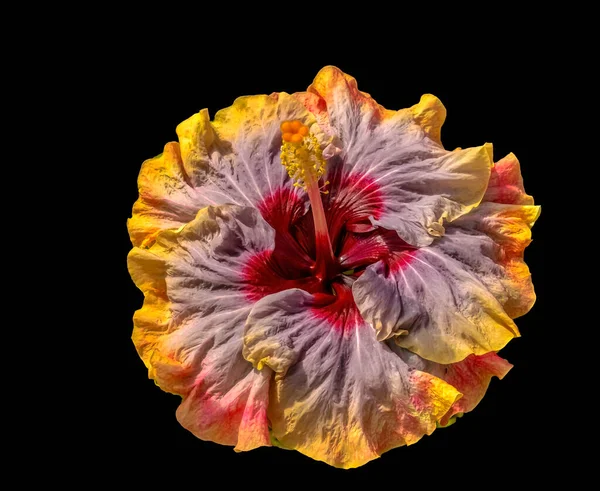 カラフルなマルーンブルーオレンジブードゥークイーントロピカルハイビスカスの花緑の葉ワイキキオアフ島ハワイトロピカルハイビスカスには多くの品種があります — ストック写真