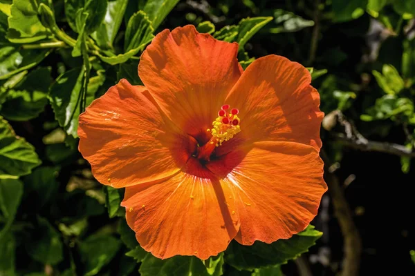 Djup Ljus Apelsin Tropisk Hibiskus Blomma Gröna Blad Honolulu Delstatsblomma — Stockfoto