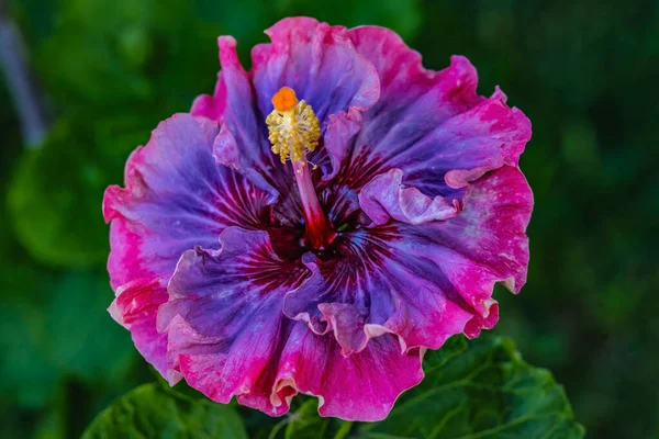 Colorido Rosa Azul Granate Oscuro Princesa Tropical Hibiscus Flor Verde — Foto de Stock