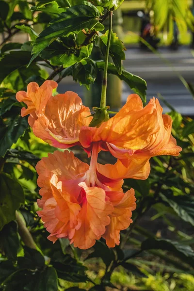 Capitolio Double Orange Tropical Hibiscus Flower Green Leaves Honolulu Hawaii — стокове фото