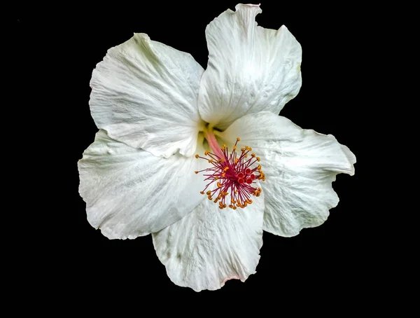カラフルなホワイト ハワイアン トロピカル ハイビスカス コキア ケオコ花緑の葉ワイキキ オアフ ハワイ ハワイ州の花 — ストック写真