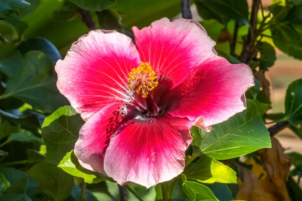 Lanas Paradise Mörk Rosa Vit Maroon Tropisk Hibiscus Blommor Gröna — Stockfoto