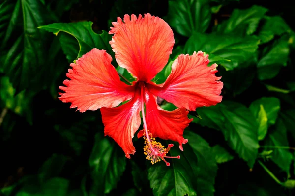 Red Tropical Hibiscus Flowers Green Leaves Honolulu Hawaii Hibisco Flor — Fotografia de Stock