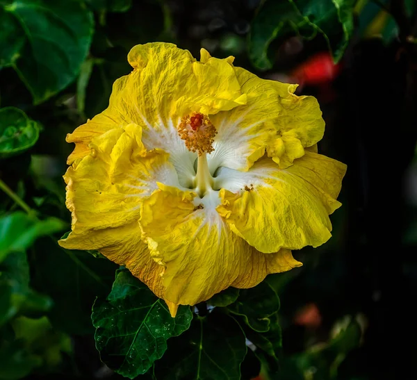 カラフルな黄色の鮮やかな熱帯ハイビスカスの花緑はワイキキオアフ島ハワイを残します ハワイ州のハイビスカスの花 — ストック写真