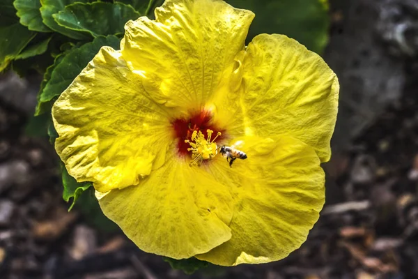 Colorful Honey Bee Yellow Red Tropical Hibiscus Flowers Green Leaves — Stock Photo, Image