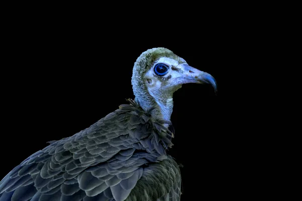Πολύχρωμο Blue Head Juvenile Hooded Vulture Necrosyrtes Monachus Στη Χαβάη — Φωτογραφία Αρχείου