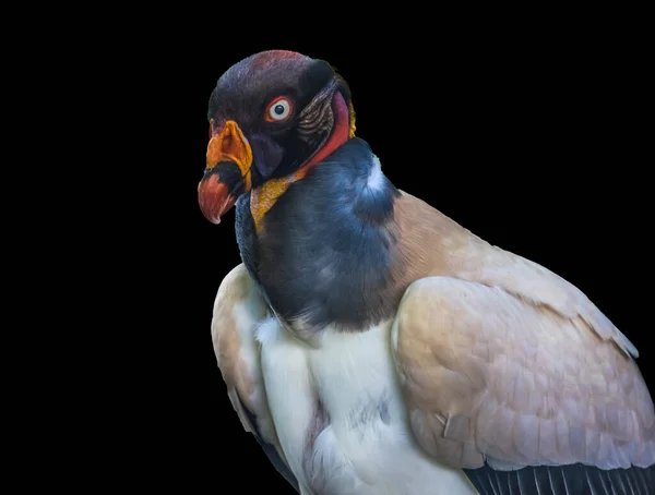Kolorowy Czerwony Pomarańczowy Biały Król Sęp Ptak Raptor Sarkoramphus Papa — Zdjęcie stockowe