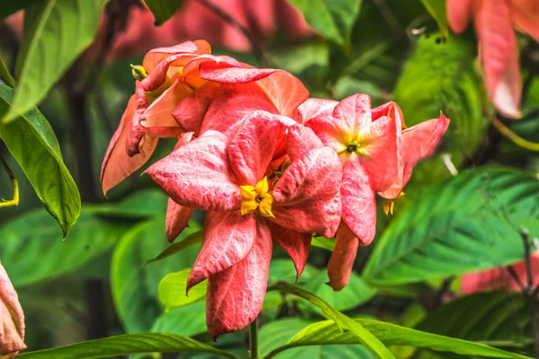 Pink Orange Colorful Agboy Flowers Mussaenda Philippica Grown Tree Originally Stock Picture