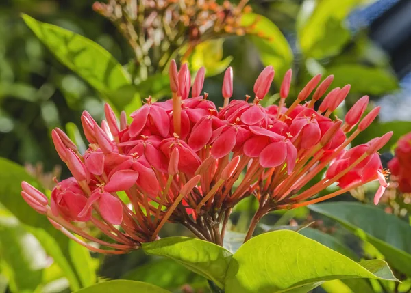 五彩斑斓的粉色热带丛林天麻花Ixora Coccinea绿叶Waikiki瓦胡岛 图库图片