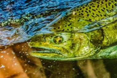 Chinook Somon Kafa Kapalı Yüzey Issaquah Yumurtası Washington. Somon balığı Issaquah deresinde yüzer ve kuluçkaya yatar..