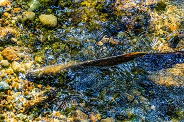 Chinook Somon Issaquah Creek Hatchery Washington 'da. Somon balığı Issaquah deresinde yüzer ve kuluçkaya yatar..