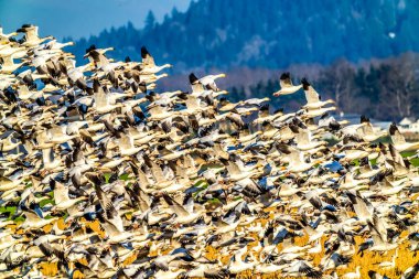 Binlerce Uçan Kaz Sürüsü Skagit Vadisi 'nden ayrılıyor.