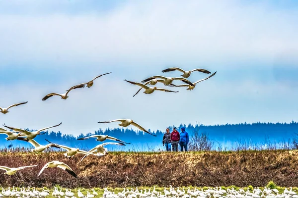 Skagit County Washington March 2023 People Watching Snow Geese Flying — Stock Photo, Image