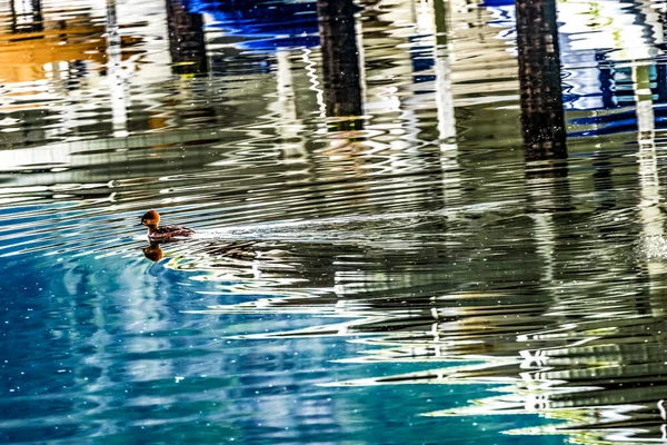 常见的金眼鸭反思摘要吉格港皮尔斯县华盛顿州太平洋西北部 — 图库照片