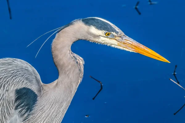 Büyük mavi balıkçıl Ardea herodias Juanita Bay Park Lake Washington Kirkland Washiington