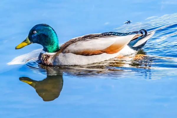 Green Mallard Duck Reflection Juanita Bay Park Lake Washington Kirkland — Foto Stock