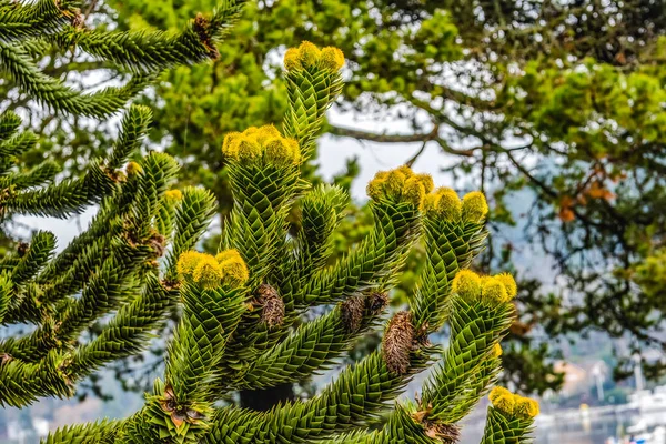 Green Yellow Monkey Puzzle Tree Blommande Makro Araucaria Araucana Gig — Stockfoto