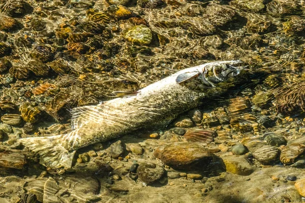 Dead Chinook Salmon Issaquah Creek Hatchery Washington. Salmon swim up Issaquah creek and many die before reaching Hatchery.