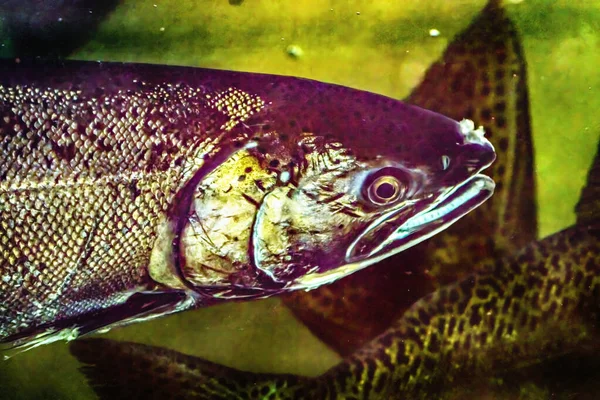Chinook Salmon Head Close Issaquah Broederij Washington Zalm Zwemt Naar — Stockfoto