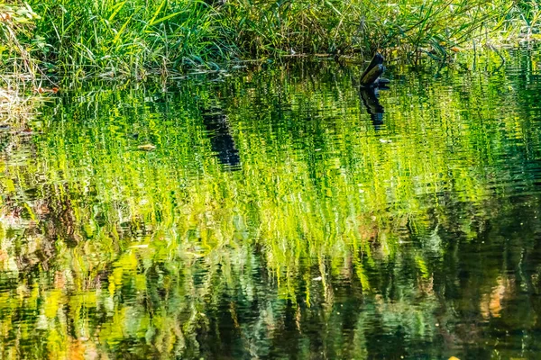 グリーンイエロー リフレクション アブストラクト Issaquah Creek Hatchery Washington サーモンはイサカ クリークを泳いでハッチリーへ — ストック写真