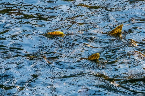 크리크 워싱턴 연어가 개울을 헤엄쳐 올라오다가 리에서 잡히다 — 스톡 사진