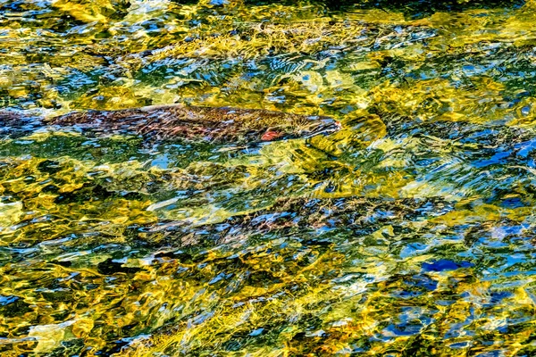 크리크 워싱턴 연어가 개울을 헤엄쳐 올라오다가 리에서 잡히다 — 스톡 사진