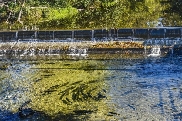 Chinook Salmon Issaquah Creek Dam Hatchery Washington Lachse Schwimmen Den — Stockfoto