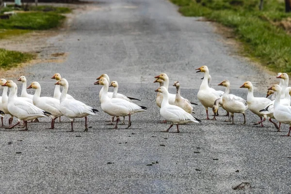 Γιατί Χιονάτη Διέσχισε Δρόμο Πολλοί Snow Geese Περπάτημα Κατά Μήκος — Φωτογραφία Αρχείου