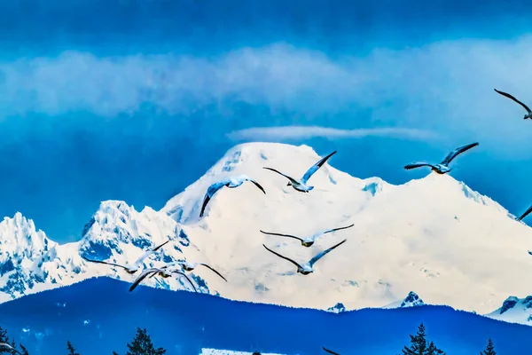 Veel Sneeuwganzen Vliegen Snowy Mount Baker Mountains Skagit Valley Washington — Stockfoto