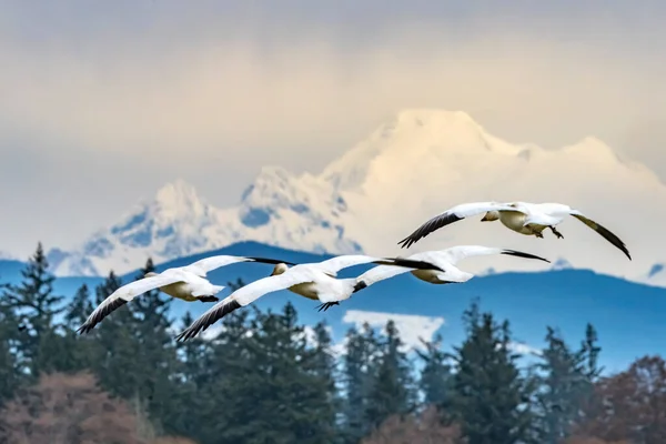 Many Snow Geese Flying Snowy Mount Baker Mountains Skagit Valley — Stock Photo, Image