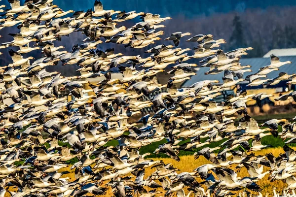 Flock Thousands Snow Geese Flying Taking Skagit Valley Washington — Stock Photo, Image
