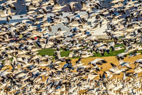 Binlerce Uçan Kaz Sürüsü Skagit Vadisi Nden Ayrılıyor — Stok fotoğraf