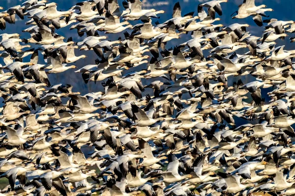 成群结队的雪雁从华盛顿斯卡吉特谷起飞 — 图库照片
