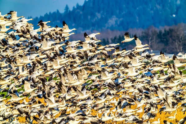 Flock Thousands Snow Geese Flying Taking Skagit Valley Washington — Stock Photo, Image