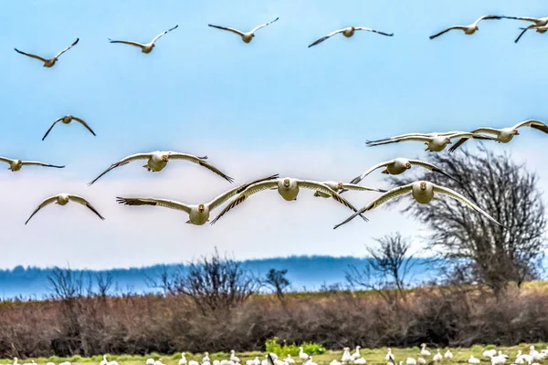 Many Snow Geese Flying Flock Skagit Valley Washington — Stock Photo, Image