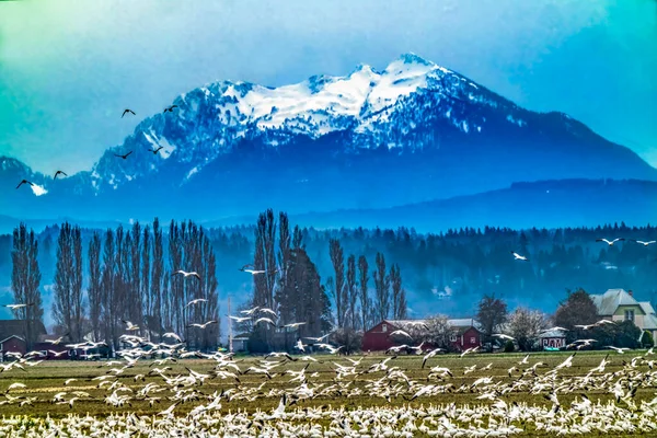 Thousands Snow Geese Flying Snowy Mountain Skagit Valley Washington — Stock Photo, Image