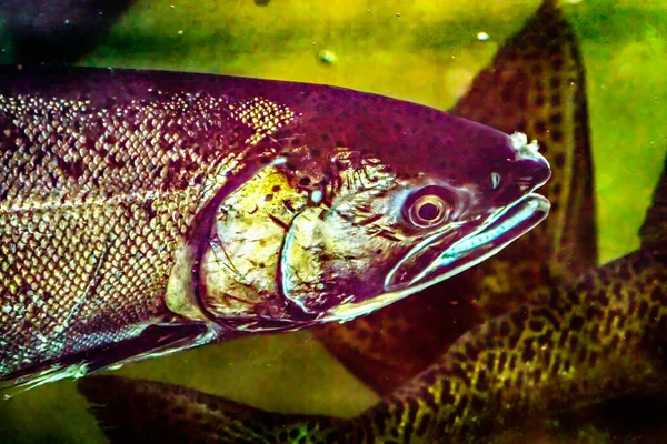 Chinook Salmon Head Fermer Écloserie Issaquah Washington Saumon Nager Jusqu Photos De Stock Libres De Droits