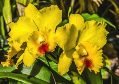 Renkli Sarı Cattleya Toprak Orkide Çiçeği Honolulu Hawaii