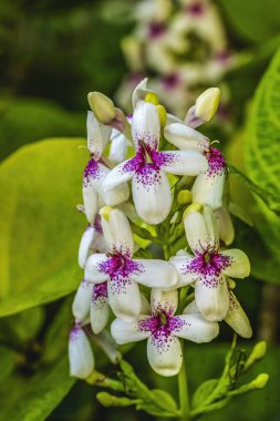 Mor Beyaz Eranthemum Tropikal Çiçekler Honolulu Hawaii Bilimsel adı Pseudoeranthemum maculatum. Pasifik Adalarına özgü