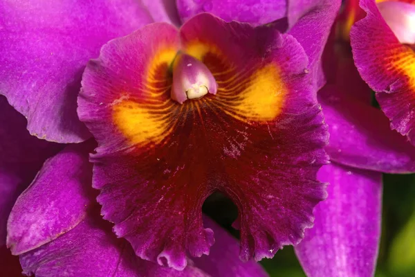 Renkli Mor Sarı Cattleya Terrestial Orkide Çiçeği Honolulu Hawaii