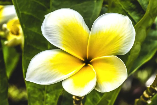 Biały Żółty Frangipani Plumeria Zielony Liście Waikiki Honolulu Hawaje Plumeria — Zdjęcie stockowe