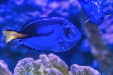 Renkli Mavi Tang Tropikal Balık Paracanthurus Hepatus Waikiki Oahu Hawaii.