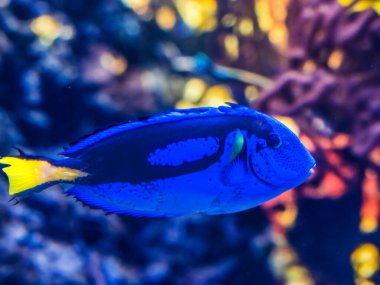 Renkli Mavi Tang Tropikal Balık Paracanthurus Hepatus Waikiki Oahu Hawaii.