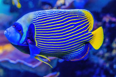 Renkli Mavi Sarı İmparator Melek Balığı Pomacanthus imparatoru Tropikal Balık Waikiki Oahu Hawaii. Mercanlarda ve tropik sulardaki resiflerde, Pasifik Okyanusu da dahil olmak üzere..