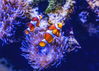 Renkli Turuncu Beyaz Tropikal Palyaço Balığı Anemontridae Pomacentridae Amphiprioninae Yüzme Waikiki Oahu Hawaii. Mercanlarda ve tropikal sulardaki resiflerde bulunur..
