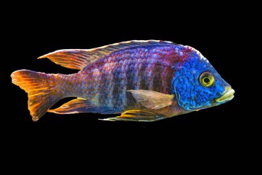 Renkli Mavi Tavuskuşu Cichlid Tropikal Balık Aulonocara nyassae Waikiki Oahu Hawaii. Aslen Afrikalı..